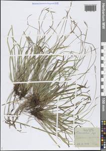 Carex digitata L., Eastern Europe, Northern region (E1) (Russia)
