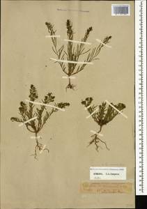Thesium ramosum Hayne, Caucasus, Armenia (K5) (Armenia)