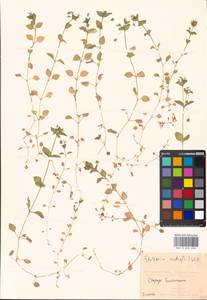 Stellaria media (L.) Vill., Eastern Europe, Moscow region (E4a) (Russia)