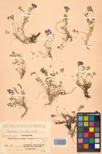 Oxytropis revoluta Ledeb., Siberia, Chukotka & Kamchatka (S7) (Russia)