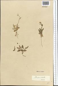 Chorispora tenella (Pall.) DC., Middle Asia, Karakum (M6) (Turkmenistan)