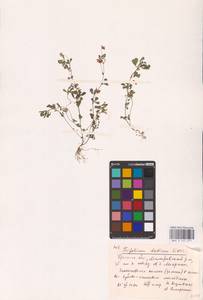 Trifolium dubium Sibth., Eastern Europe, Belarus (E3a) (Belarus)