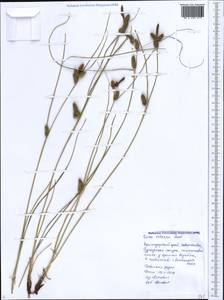 Carex extensa Gooden., Caucasus, Black Sea Shore (from Novorossiysk to Adler) (K3) (Russia)