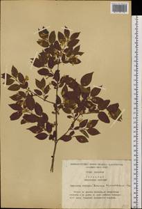 Lonicera ruprechtiana Regel, Siberia, Russian Far East (S6) (Russia)