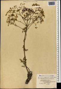 Lophosciadium galbaniferum (Mill.) Lyskov & Akalın, Caucasus, Dagestan (K2) (Russia)