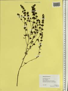 Satureja hortensis L., Eastern Europe, Central region (E4) (Russia)