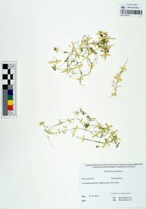 Callitriche palustris L., Siberia, Chukotka & Kamchatka (S7) (Russia)