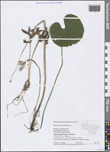 Ranunculus cassubicus L., Eastern Europe, Central region (E4) (Russia)