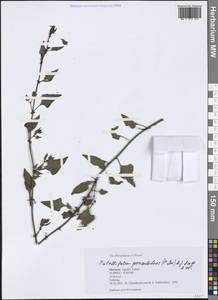 Patellifolia procumbens (Chr. P. Sm. ex Hornem.) A. J. Scott, Ford-Lloyd & J. T. Williams, Africa (AFR) (Morocco)