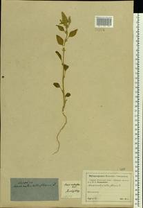 Amaranthus retroflexus L., Eastern Europe, Moscow region (E4a) (Russia)
