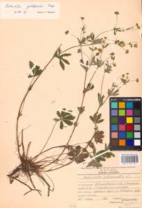 Potentilla thuringiaca Bernh. ex Link, Eastern Europe, Moscow region (E4a) (Russia)