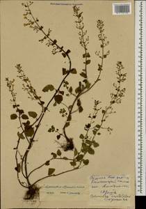 Clinopodium nepeta (L.) Kuntze, Caucasus, Abkhazia (K4a) (Abkhazia)
