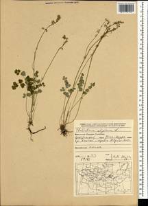 Thalictrum alpinum L., Mongolia (MONG) (Mongolia)