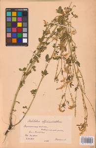 Melilotus officinalis (L.) Lam., Eastern Europe, Central forest-and-steppe region (E6) (Russia)