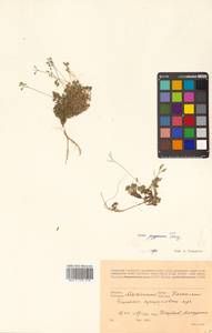 Draba magadanensis Berkut. & A. P. Khokhr., Siberia, Chukotka & Kamchatka (S7) (Russia)