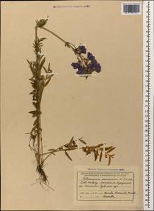 Polemonium caucasicum N. Busch, Caucasus, Krasnodar Krai & Adygea (K1a) (Russia)