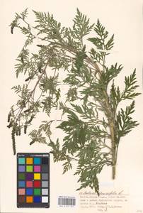 Ambrosia artemisiifolia L., Eastern Europe, Moscow region (E4a) (Russia)