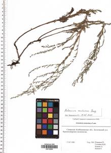 Artemisia austriaca Jacq., Eastern Europe, Middle Volga region (E8) (Russia)