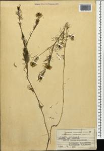 Nigella arvensis L., Caucasus, Dagestan (K2) (Russia)