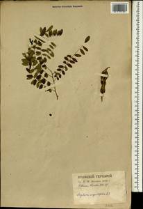 Sophora flavescens Aiton, South Asia, South Asia (Asia outside ex-Soviet states and Mongolia) (ASIA) (Japan)