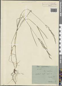 Poa nemoralis L., Caucasus, North Ossetia, Ingushetia & Chechnya (K1c) (Russia)