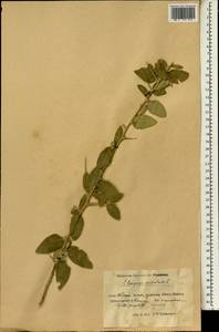 Elaeagnus angustifolia subsp. orientalis (L.) Soják, South Asia, South Asia (Asia outside ex-Soviet states and Mongolia) (ASIA) (China)
