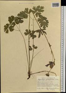 Aquilegia glandulosa Fisch., Siberia, Altai & Sayany Mountains (S2) (Russia)