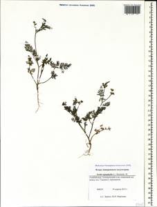 Torilis leptophylla (L.) Rchb. fil., Caucasus, Azerbaijan (K6) (Azerbaijan)