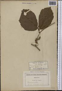 Hamamelis virginiana L., America (AMER) (Not classified)