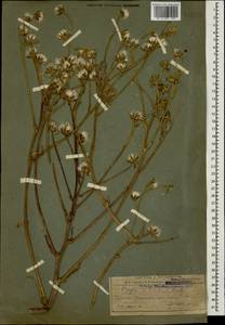 Crepis ciliata K. Koch, Caucasus, Armenia (K5) (Armenia)