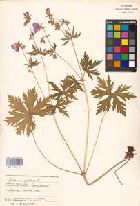 Geranium pratense L., Eastern Europe, Moscow region (E4a) (Russia)