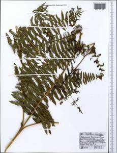 Pteridium aquilinum (L.) Kuhn, Africa (AFR) (Ethiopia)