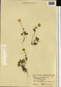Ranunculus montanus Willd., Eastern Europe, West Ukrainian region (E13) (Ukraine)