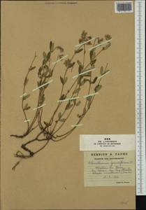 Helianthemum nummularium subsp. grandiflorum (Scop.) Schinz & Thell., Western Europe (EUR) (France)