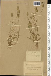 Eremopyrum orientale (L.) Jaub. & Spach, Eastern Europe, Rostov Oblast (E12a) (Russia)