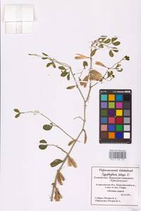 Zygophyllum fabago L., Eastern Europe, Lower Volga region (E9) (Russia)