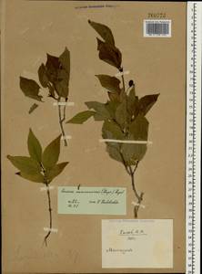 Lonicera maximowiczii, South Asia, South Asia (Asia outside ex-Soviet states and Mongolia) (ASIA) (China)