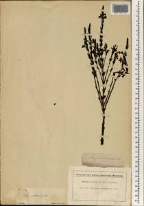 Striga gesnerioides (Willd.) Vatke, Africa (AFR) (Ethiopia)