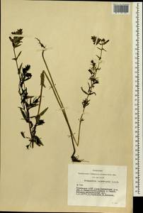 Rhinanthus minor subsp. minor, Siberia, Altai & Sayany Mountains (S2) (Russia)
