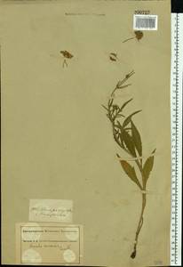 Knautia arvensis (L.) Coult., Eastern Europe, South Ukrainian region (E12) (Ukraine)