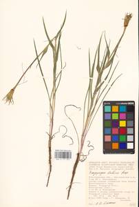 Tragopogon dubius Scop., Eastern Europe, Lower Volga region (E9) (Russia)
