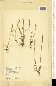 Phleum paniculatum Huds., Crimea (KRYM) (Russia)