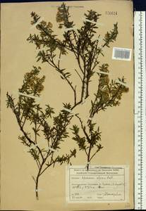 Spiraea alpina Pall., Siberia, Altai & Sayany Mountains (S2) (Russia)