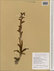 Orchidaceae, South Asia, South Asia (Asia outside ex-Soviet states and Mongolia) (ASIA) (Cyprus)