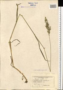 Bromus hordeaceus L., Eastern Europe, West Ukrainian region (E13) (Ukraine)