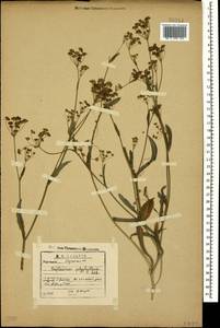 Bupleurum polyphyllum Ledeb., Caucasus, Georgia (K4) (Georgia)