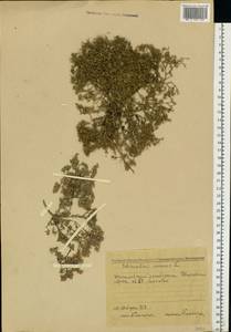 Scleranthus annuus L., Eastern Europe, Middle Volga region (E8) (Russia)