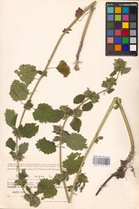 MHA 0 154 753, Ballota nigra L., Eastern Europe, Lower Volga region (E9) (Russia)