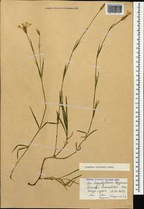 Dianthus cretaceus Adams, Caucasus, Stavropol Krai, Karachay-Cherkessia & Kabardino-Balkaria (K1b) (Russia)