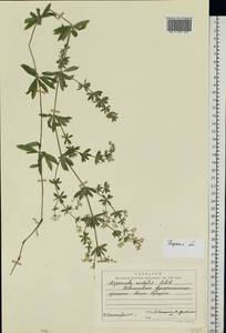 Galium rivale (Sm.) Griseb., Eastern Europe, North-Western region (E2) (Russia)